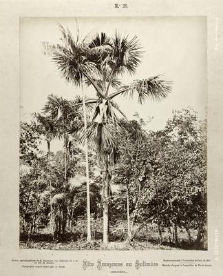 Grupo de palmeiras notáveis: buriti, açaí e bacaba