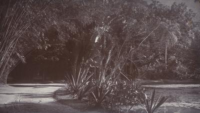 Jardim Botânico do Rio de Janeiro