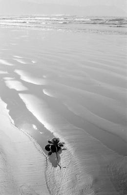 Série Festa de Iemanjá