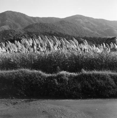 Estrada para o Sítio Burle Marx
