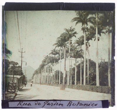 Rua Jardim Botanico - Aleia de Palmeiras Imperiais