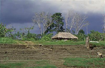 Série Amazonas - Propriedade rural