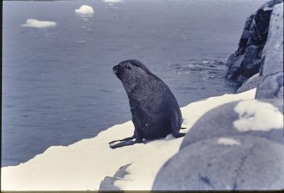 Aventuras de Igor na Antártida