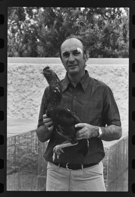 Galos usados para briga de galos