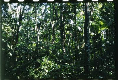 Projeto "Navegar Amazônia"