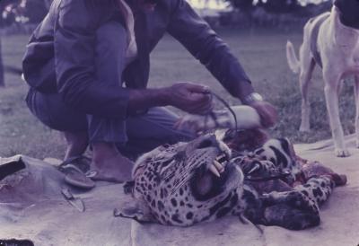Pantanal, a caçada da onça