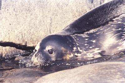 Aventuras de Igor na Antártida