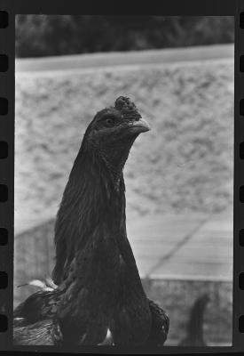 Galos usados para briga de galos