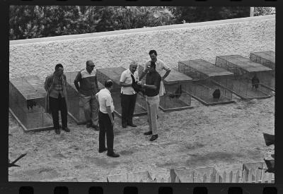 Galos usados para briga de galos