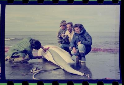 Viagem com a bióloga Livia Monami para registrar a caça da baleia branca