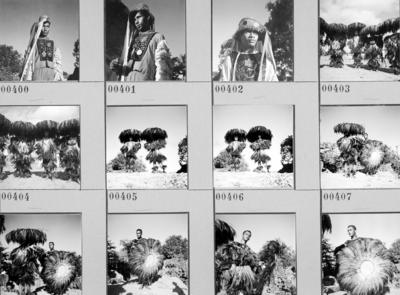 Bumba meu boi, festa popular