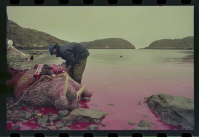 Viagem com a bióloga Livia Monami para registrar a caça da baleia branca