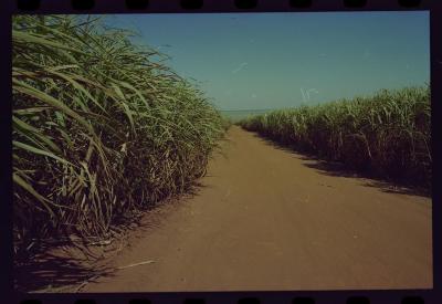 Produção de filme institucional sobre usinas de açúcar