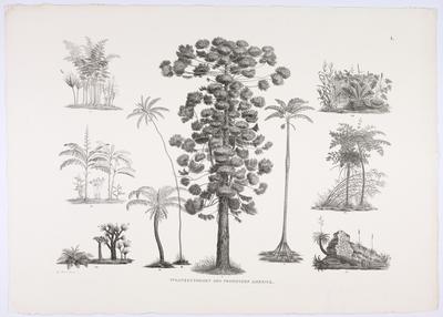 (I.Formas de plantas da América Tropical)