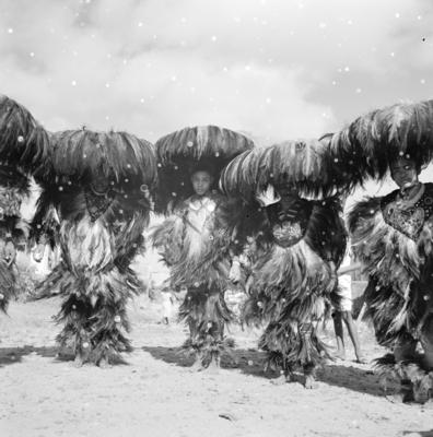 Bumba meu boi, festa popular