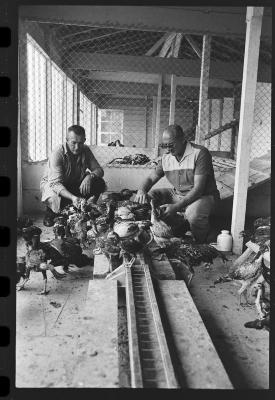 Galos usados para briga de galos