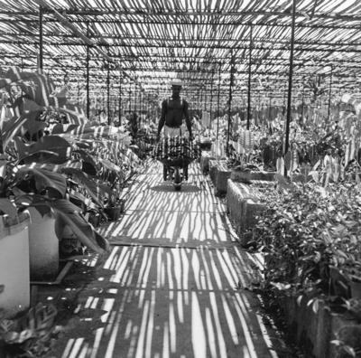 Funcionário do Sítio Burle Marx