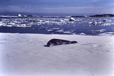 Aventuras de Igor na Antártida