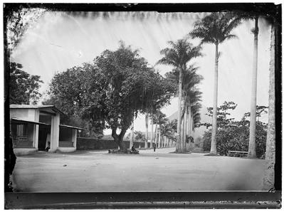 Alameda das Palmeiras Imperiais