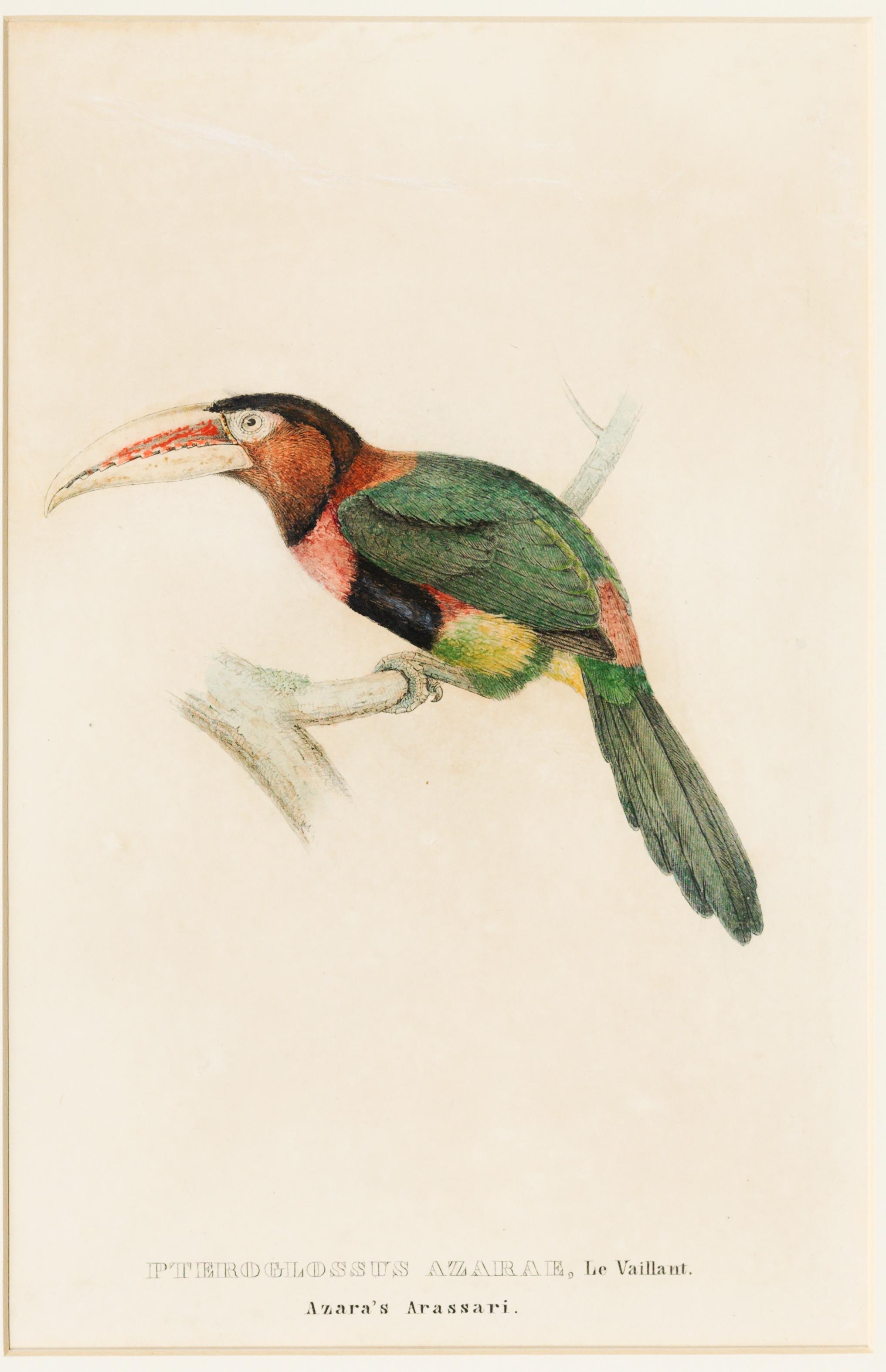 Pteroglossus azarae, Le Vaillant. Azara's Arassari