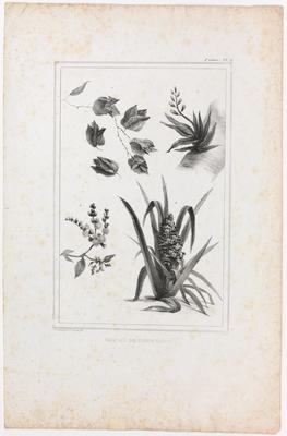 (Plantas da mata virgem)