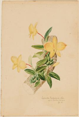 Sophronitis Rossiterianae. Nobis