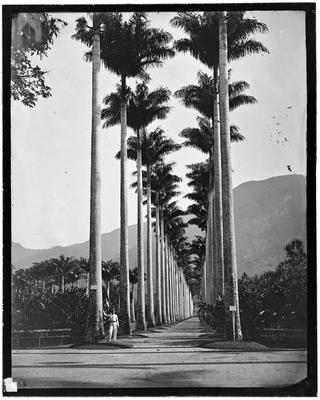 Alameda de Palmeiras