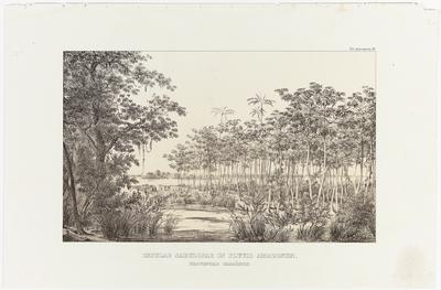 (As ilhas arenosas da província do Pará, no Rio Amazonas)