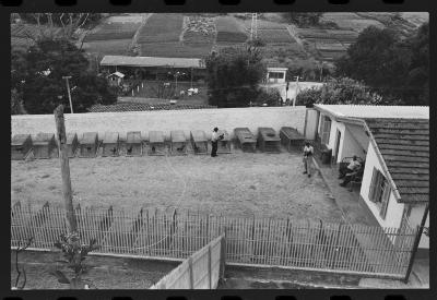 Galos usados para briga de galos