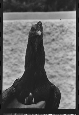 Galos usados para briga de galos