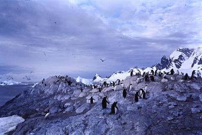 Aventuras de Igor na Antártida