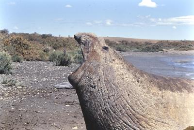 Aventuras de Igor na Antártida
