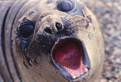 Aventuras de Igor na Antártida