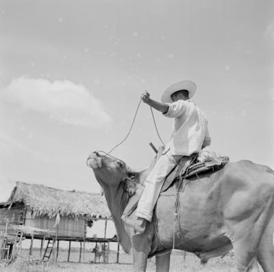 Vaqueiro - Ilha Mexiana