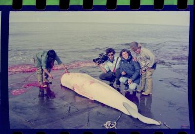 Viagem com a bióloga Livia Monami para registrar a caça da baleia branca