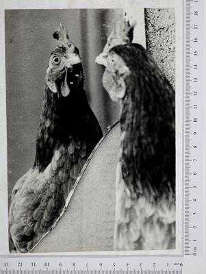 Aves - galos e galinhas