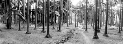 Parque da Água Branca