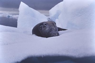 Aventuras de Igor na Antártida