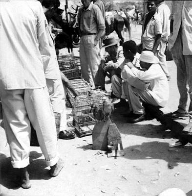 Feira dos Passarinhos