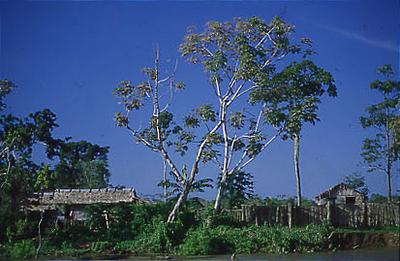 Série Amazonas - Propriedade rural