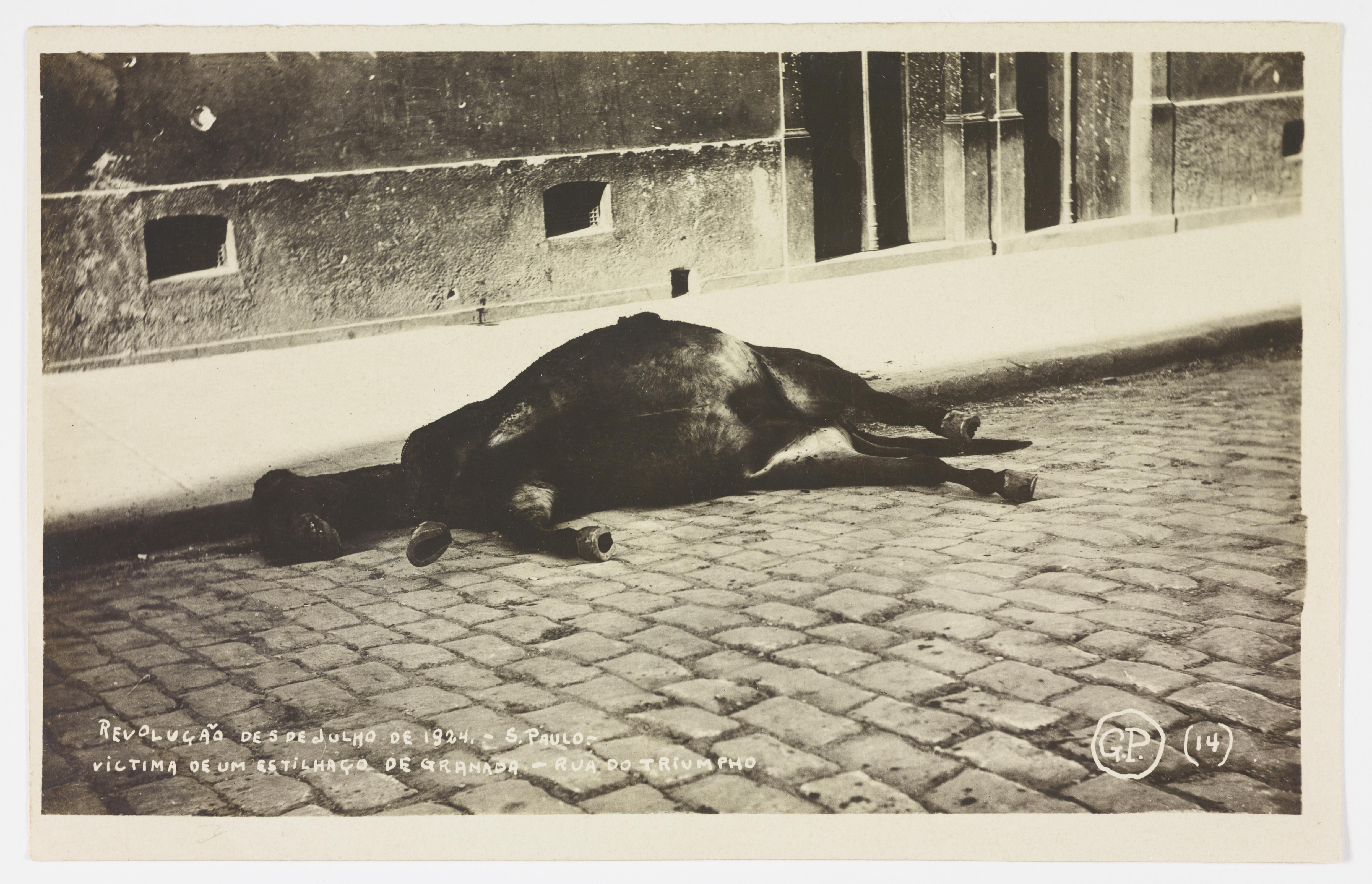 Efeitos da Revolução de 1924 – Cavalo, vítima de um estilhaço de granada