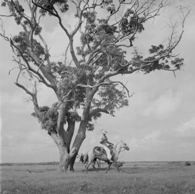 Vaqueiro - Ilha Mexiana