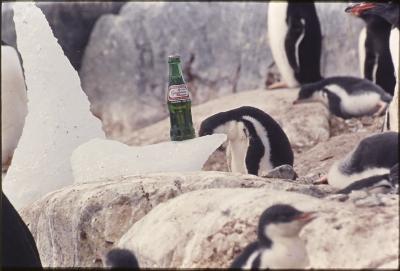 Garrafa de Guaraná Antarctica em meio aos pinguins