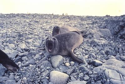 Aventuras de Igor na Antártida