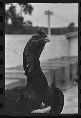 Galos usados para briga de galos