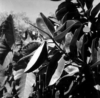 Residência Alberto Niemeyer