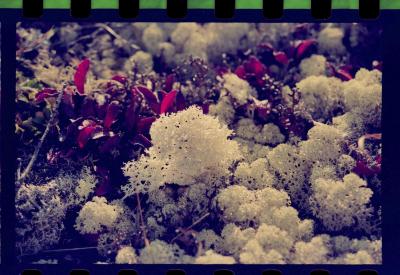 Viagem com a bióloga Livia Monami para registrar a caça da baleia branca