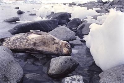 Aventuras de Igor na Antártida