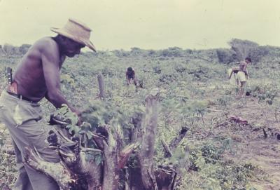 Roça no quilombo de Sibaúma