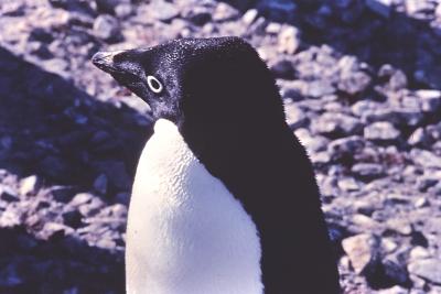 Aventuras de Igor na Antártida